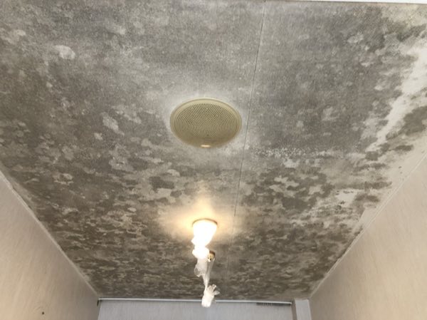 特殊カビ処理 施工前 病院通路